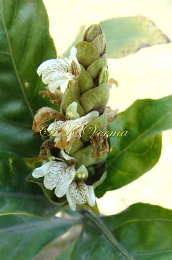Inflorescence